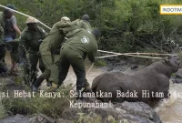 Misi Hebat Kenya: Selamatkan Badak Hitam dari Kepunahan!