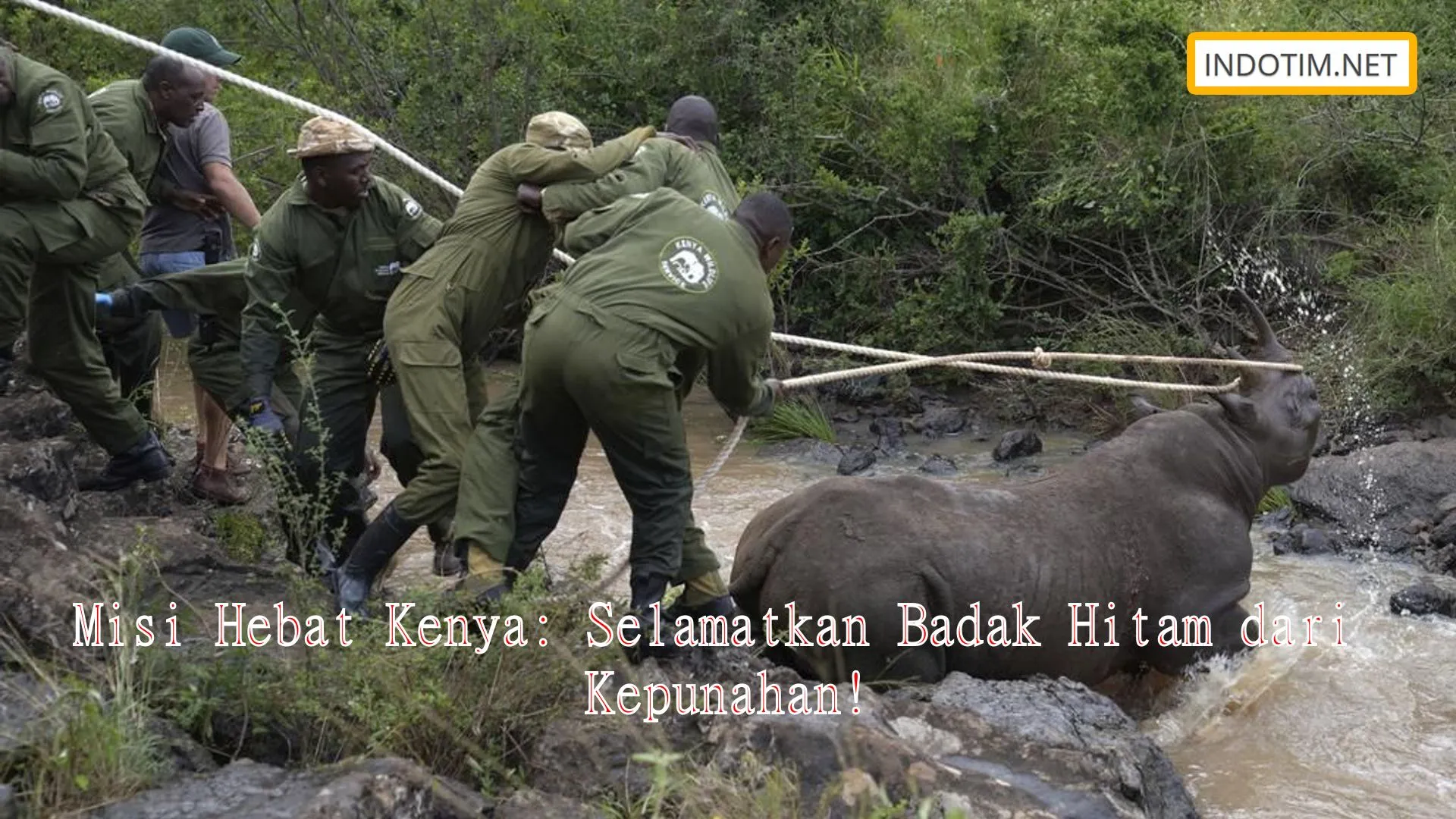 Misi Hebat Kenya: Selamatkan Badak Hitam dari Kepunahan!