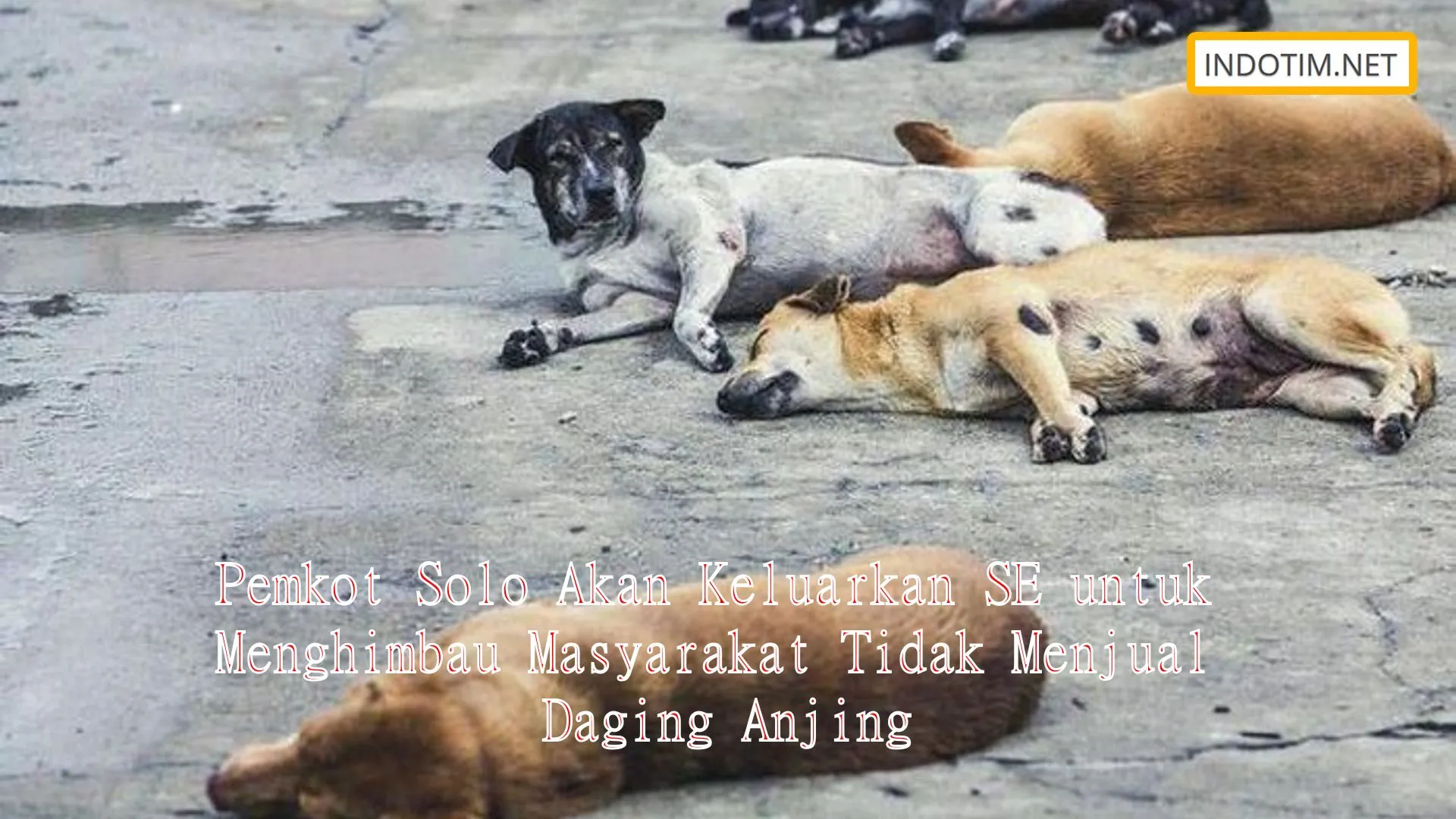 Pemkot Solo Akan Keluarkan SE untuk Menghimbau Masyarakat Tidak Menjual Daging Anjing