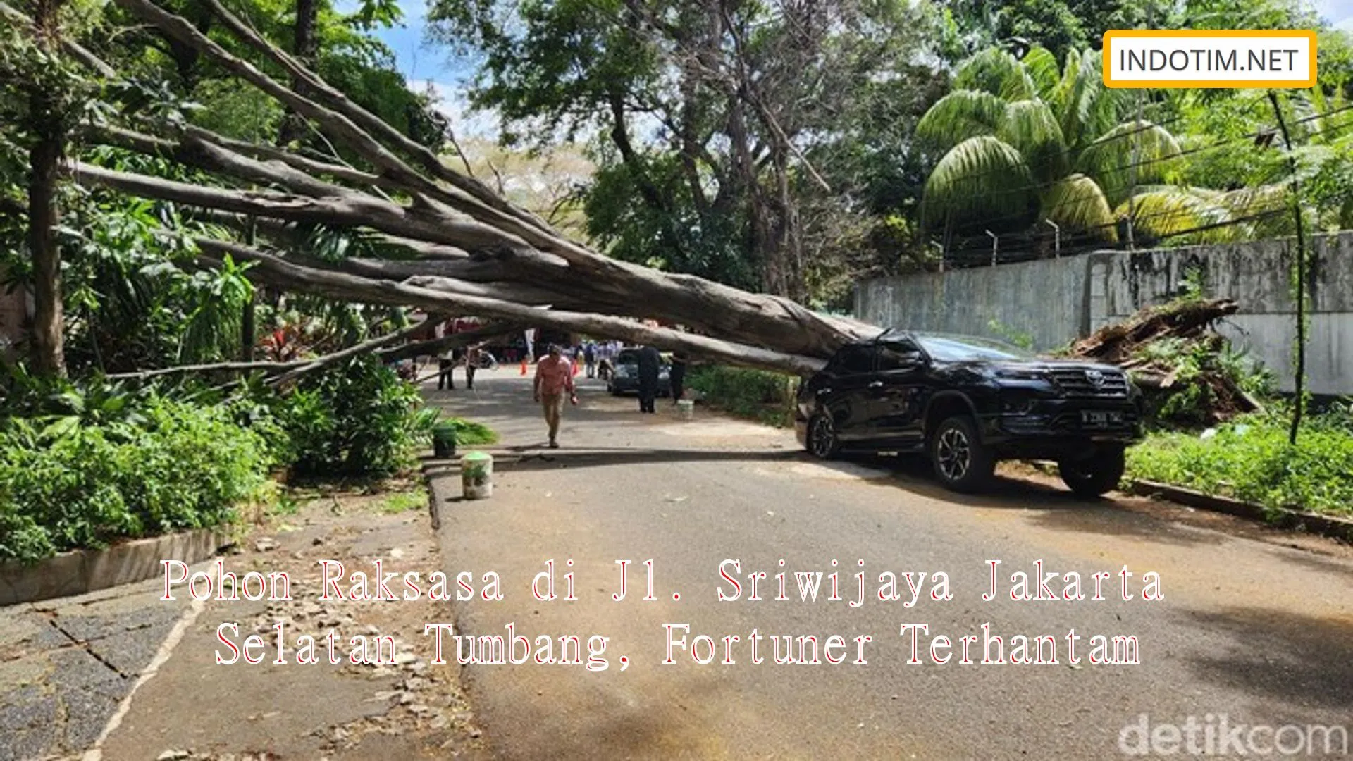 Pohon Raksasa di Jl. Sriwijaya Jakarta Selatan Tumbang, Fortuner Terhantam