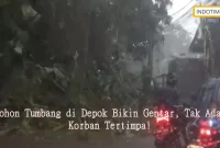 Pohon Tumbang di Depok Bikin Gentar, Tak Ada Korban Tertimpa!