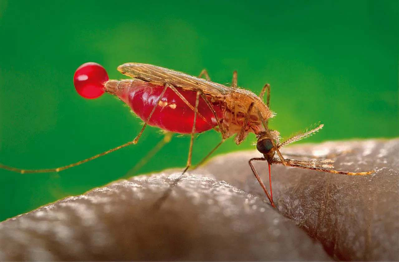 inovasi, vaksinasi, malaria