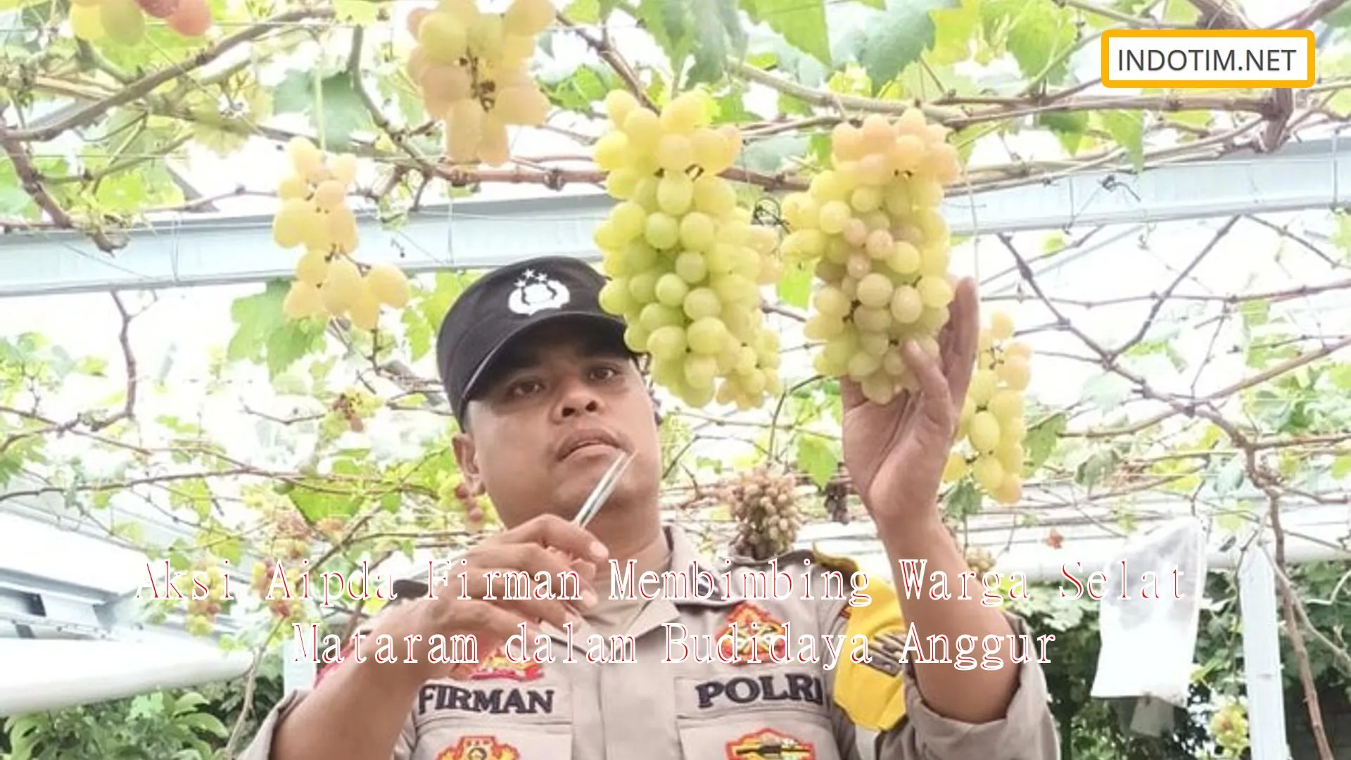 Aksi Aipda Firman Membimbing Warga Selat Mataram dalam Budidaya Anggur