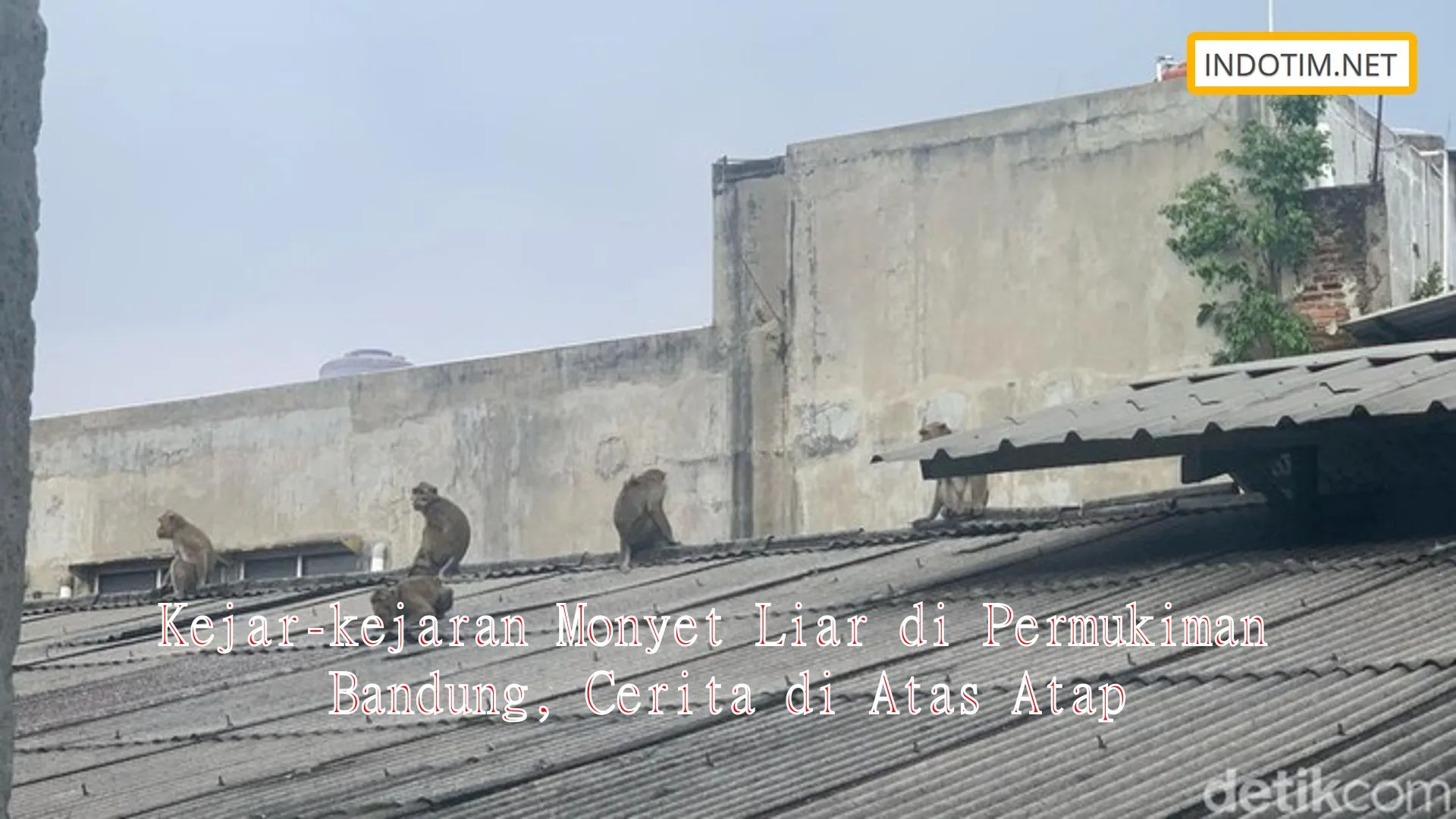 Kejar-kejaran Monyet Liar di Permukiman Bandung, Cerita di Atas Atap