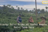 Strategi Polisi Bripka Adi Syafnur Memutus Rantai Tanam Ganja