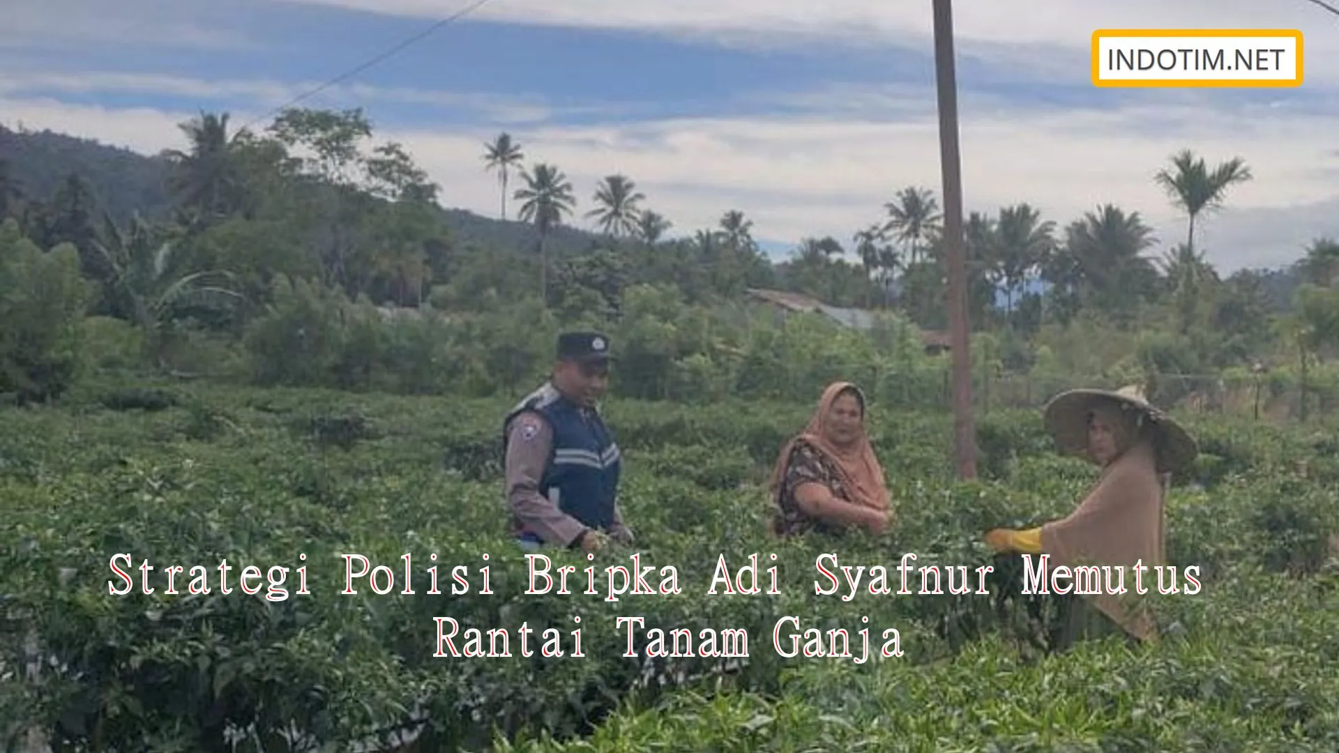 Strategi Polisi Bripka Adi Syafnur Memutus Rantai Tanam Ganja