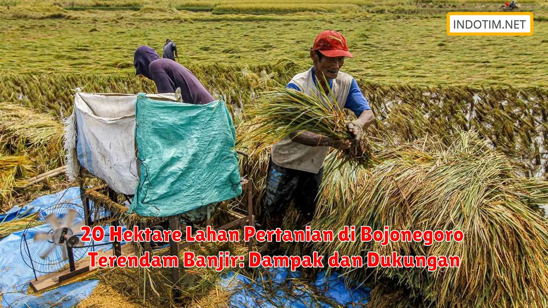 20 Hektare Lahan Pertanian di Bojonegoro Terendam Banjir: Dampak dan Dukungan