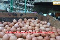 5 Faktor Penyebab Kenaikan Harga Telur