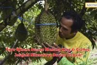 Agro Wisata Durian Musang King di Ciamis: Jelajahi Nikmatnya Durian Terbaik!