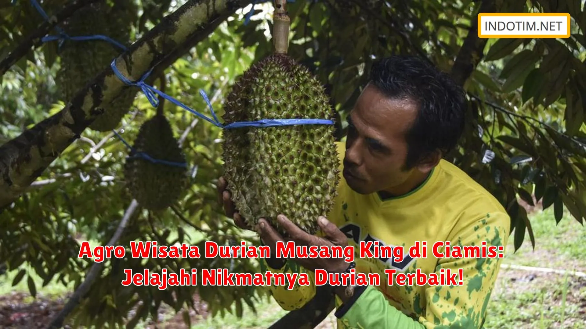 Agro Wisata Durian Musang King di Ciamis: Jelajahi Nikmatnya Durian Terbaik!