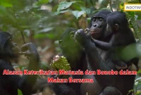 Alasan Keterikatan Manusia dan Bonobo dalam Makan Bersama
