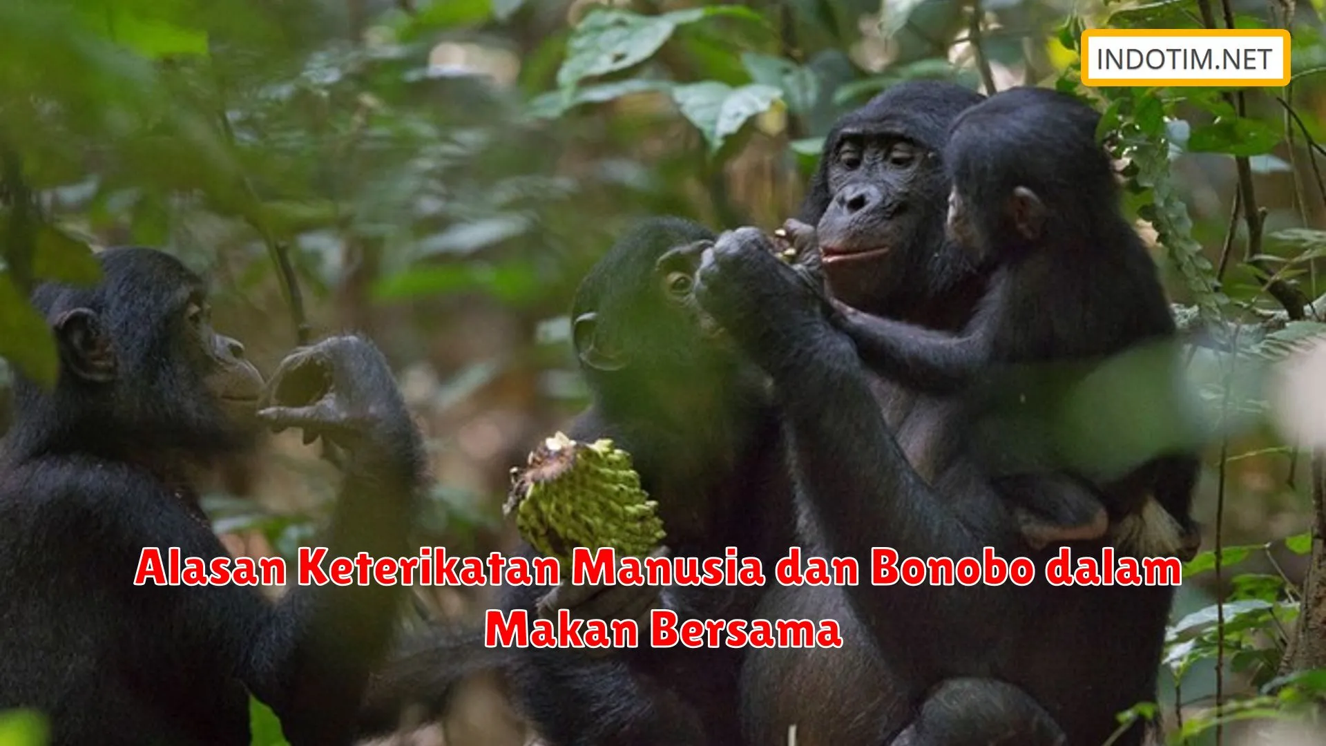 Alasan Keterikatan Manusia dan Bonobo dalam Makan Bersama