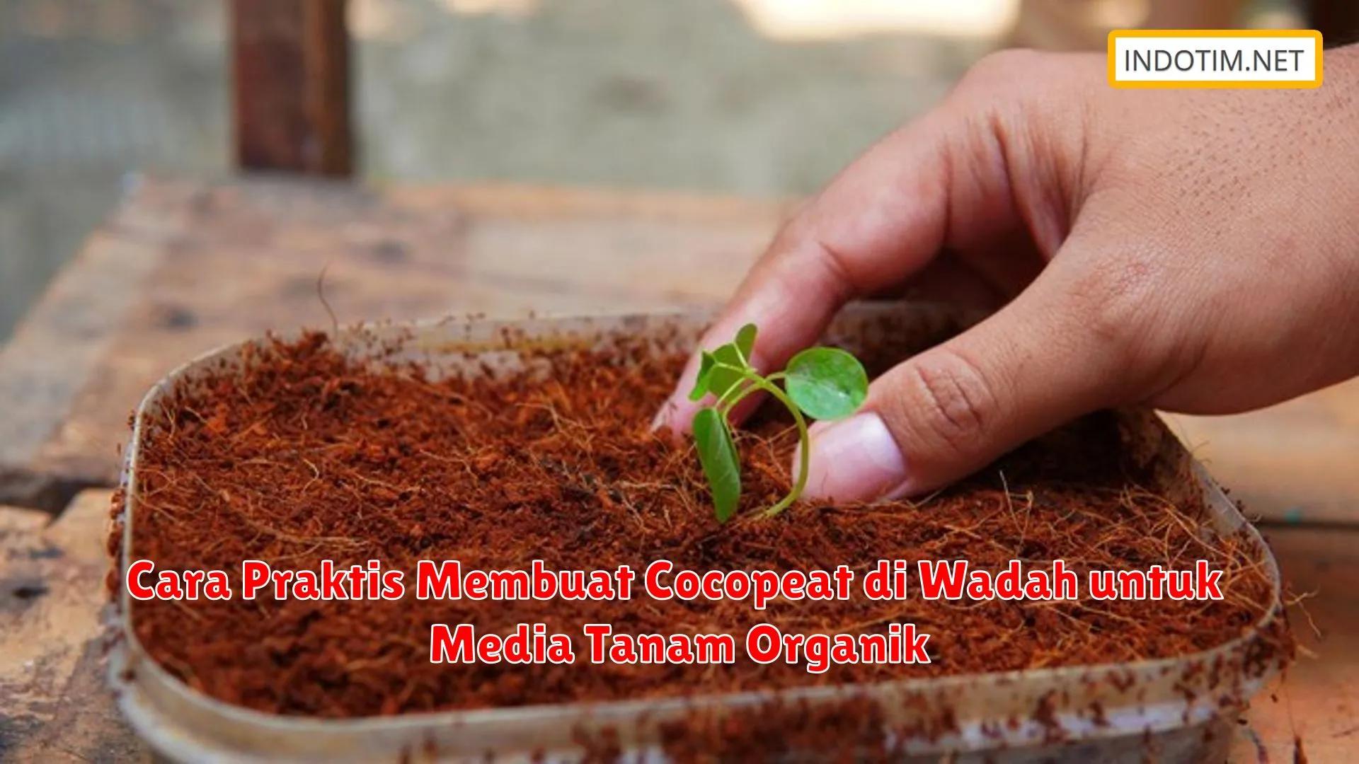 Cara Praktis Membuat Cocopeat di Wadah untuk Media Tanam Organik