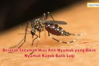 Deretan Tanaman Hias Anti Nyamuk yang Bikin Nyamuk Kapok Balik Lagi