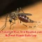 Deretan Tanaman Hias Anti Nyamuk yang Bikin Nyamuk Kapok Balik Lagi