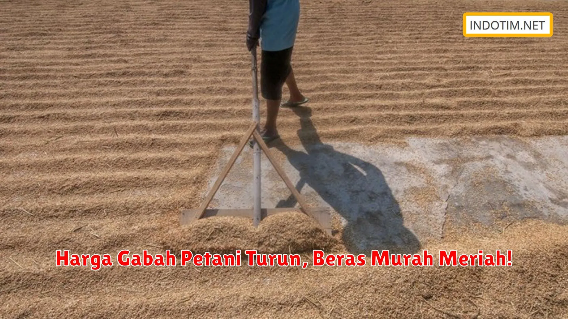 Harga Gabah Petani Turun, Beras Murah Meriah!