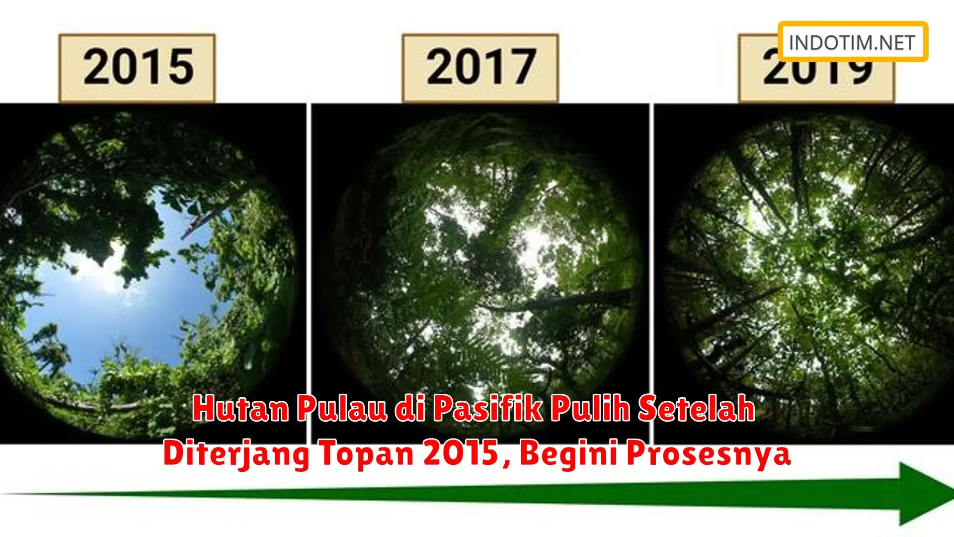 Hutan Pulau di Pasifik Pulih Setelah Diterjang Topan 2015, Begini Prosesnya