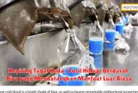 Kepiting Tapal Kuda: 'Fosil Hidup' Berdarah Biru yang Mendatangkan Manfaat Luar Biasa