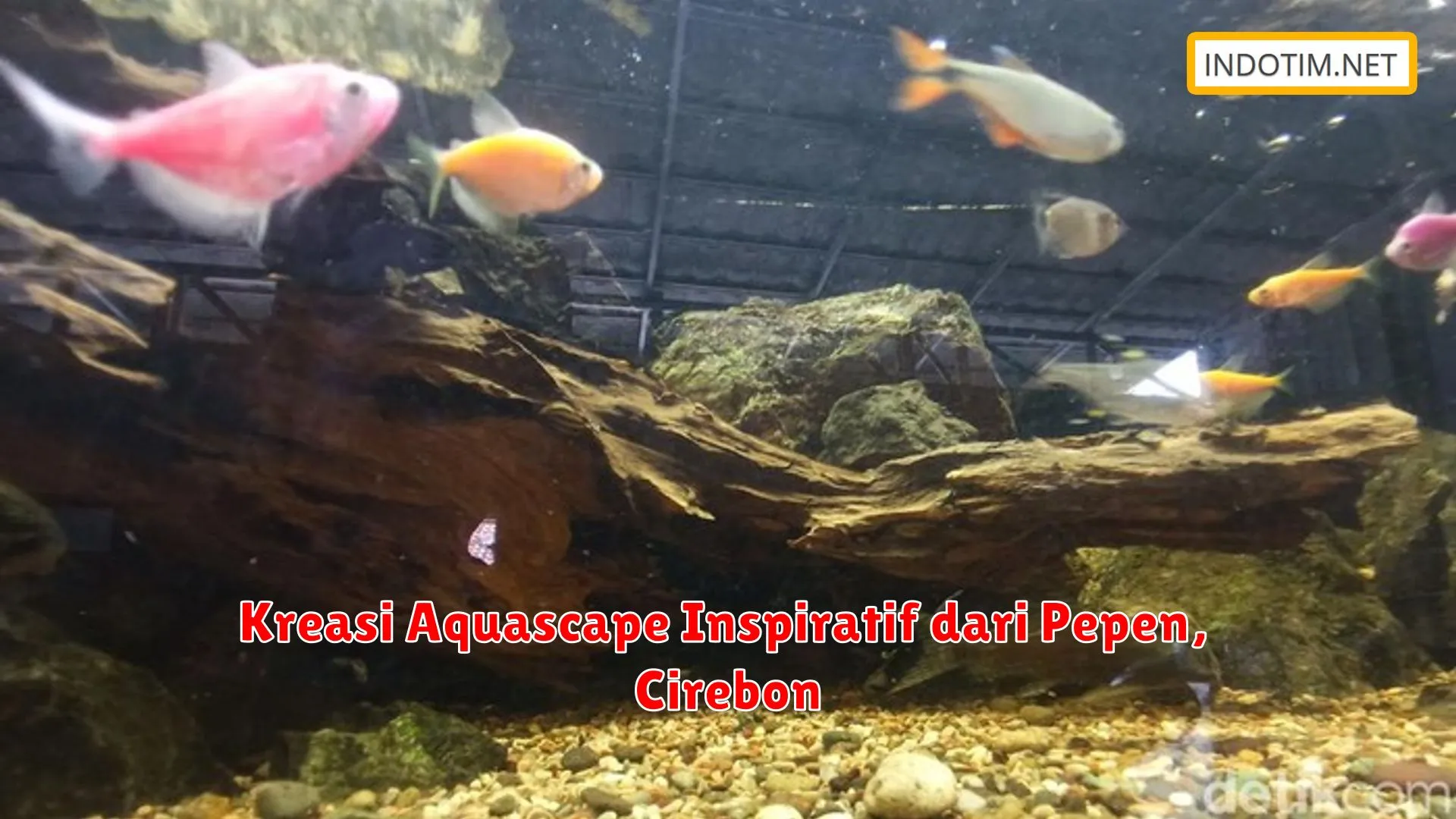 Kreasi Aquascape Inspiratif dari Pepen, Cirebon