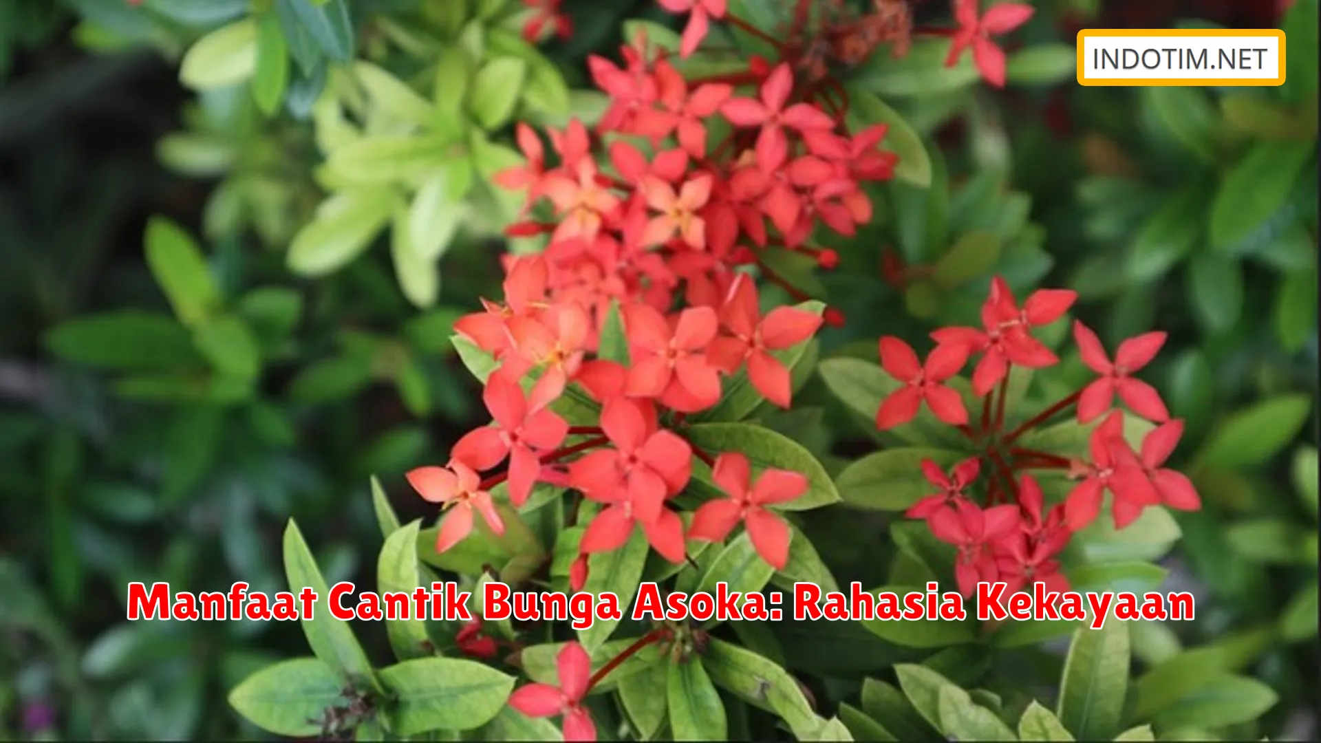 Manfaat Cantik Bunga Asoka: Rahasia Kekayaan