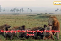 Mengungkap Misteri Kenapa Singa Tidak Makan Hyena