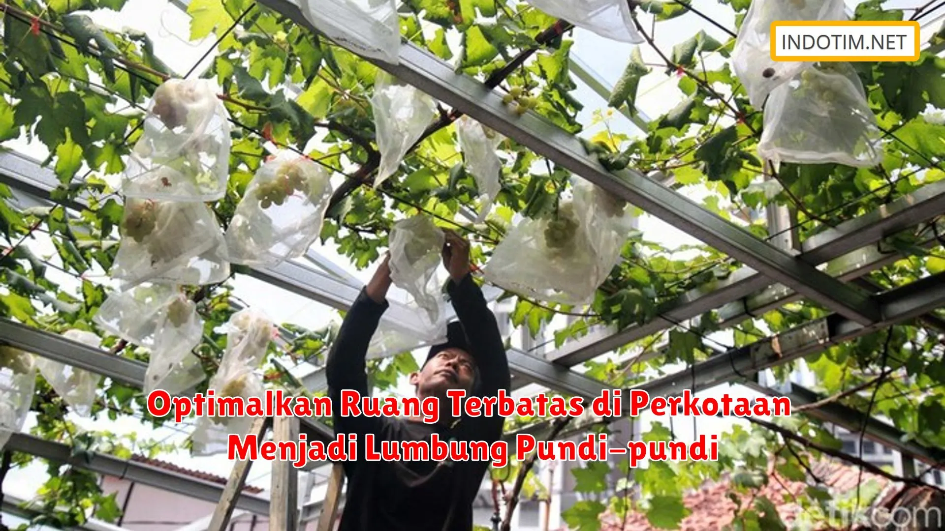 Optimalkan Ruang Terbatas di Perkotaan Menjadi Lumbung Pundi-pundi