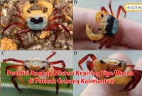 Peneliti Ungkap Misteri Kepiting Tiga Warna di Puncak Gunung Kalimantan