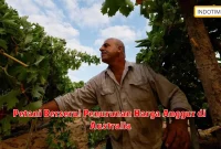 Petani Berseru! Penurunan Harga Anggur di Australia
