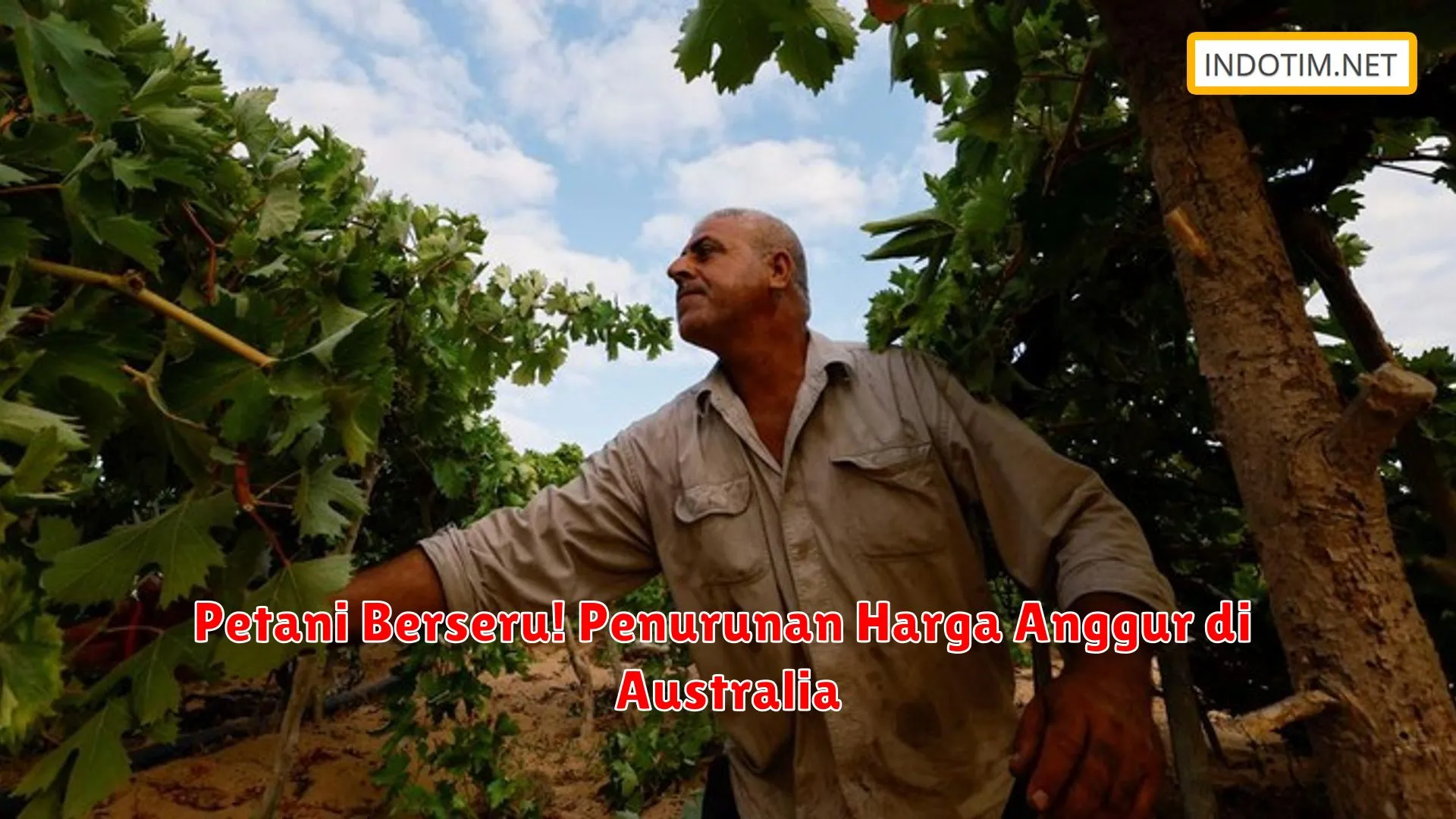 Petani Berseru! Penurunan Harga Anggur di Australia