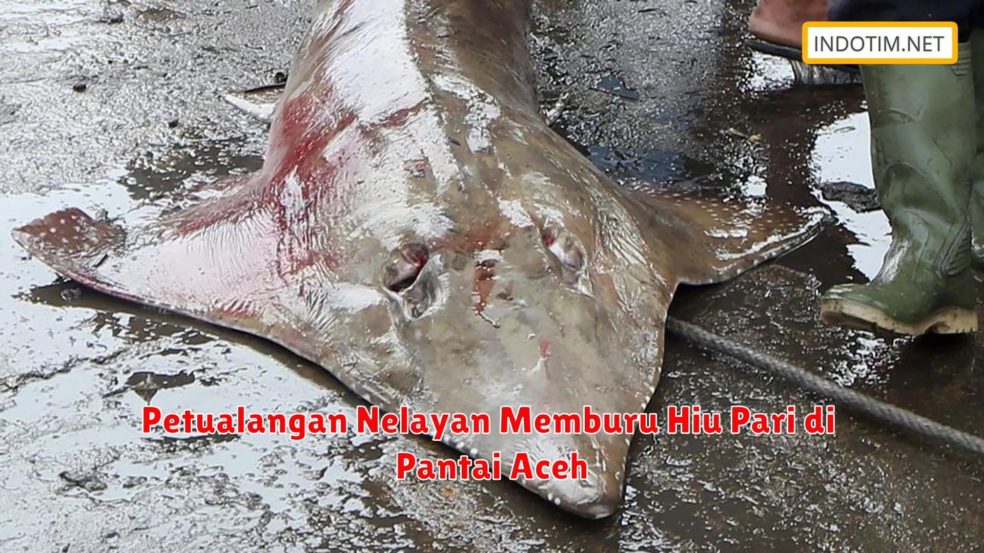 Petualangan Nelayan Memburu Hiu Pari di Pantai Aceh