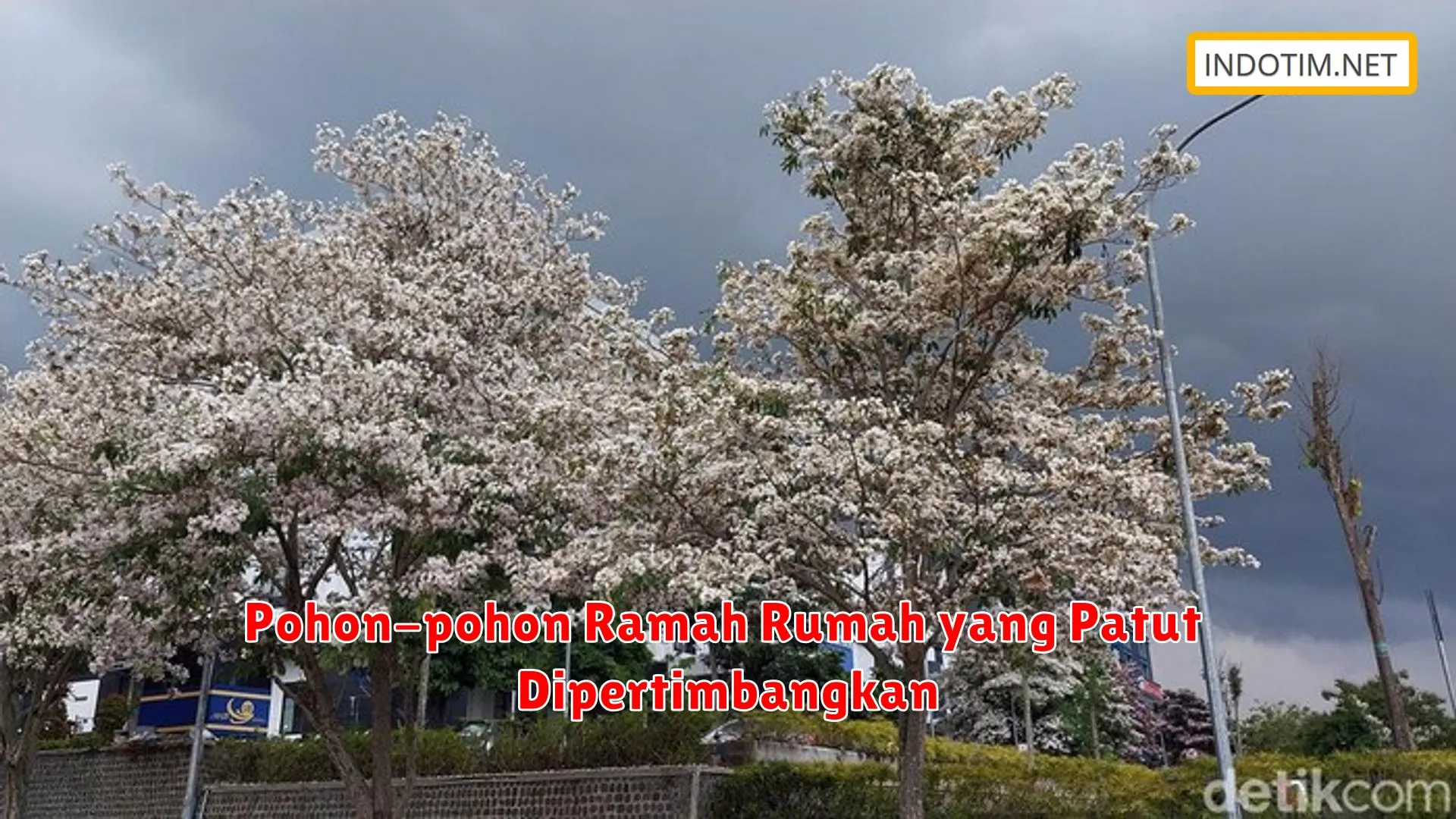 Pohon-pohon Ramah Rumah yang Patut Dipertimbangkan