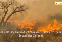 Texas Dalam Darurat: Kebakaran Hutan Terparah Sepanjang Sejarah
