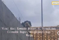 Viral Aksi Kawanan Monyet di Permukiman Cilendek Bogor, Mengkhawatirkan Warga